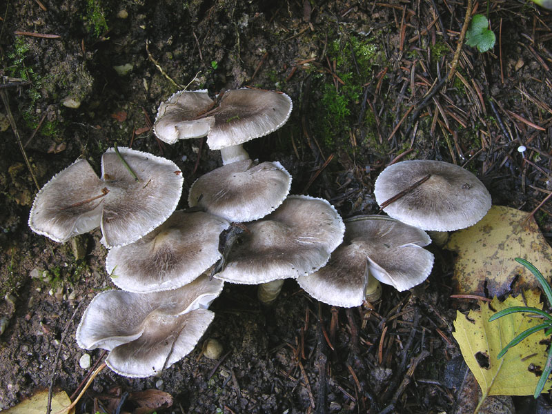 Tricholoma cingulatum fo.ramentaceum.